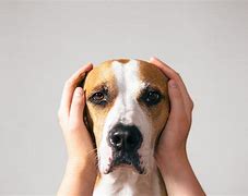 Image result for Stressed Dog Face
