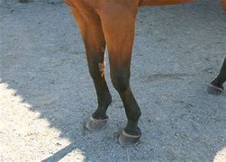 Image result for Back at the Knee Horse