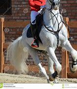Image result for Horse and Rider Gallop