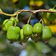 Image result for Hardy Kiwi Plants