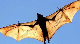 Image result for Giant Wolf Bat
