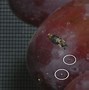 Image result for "grape-berry-moth"