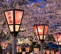 Image result for Japanese Cherry Blossom Lanterns