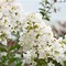 Image result for White Spring Flowering Trees