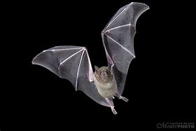 Image result for Arizona Bats