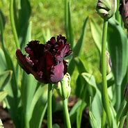 Tulipa Black Parrot 的图像结果