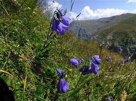 Image result for campanula_serrata