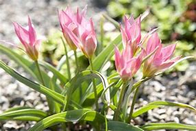 Image result for Tulipa humilis