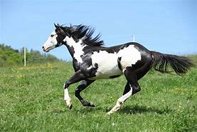 Image result for American Paint Horse Conformation