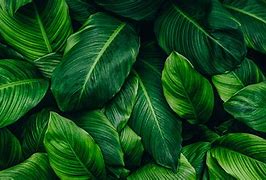 Image result for Aesthetic Desktop Wallpaper HD Plants