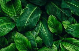 Image result for Green Leaf Wallpaper Laptop