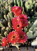 Image result for Arizona Cactus SVG