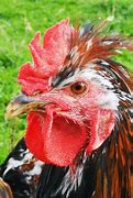 Image result for Now and Days Chicken