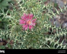 Image result for galactites