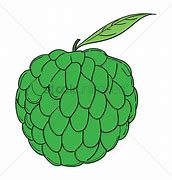 Image result for Custard Apple Clip Art