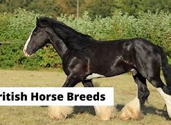 Image result for English Horse Breeds