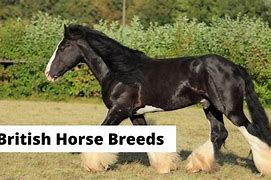 Image result for Ancient Breed of English Horses