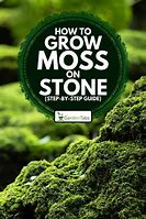 Image result for Grow Moss On Gemstones