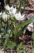 Image result for Ornithogalum balansae