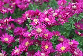 Image result for Aster novi-belgii Crimson Brocade