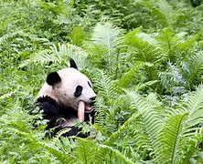 Image result for Giant Panda Bamboo Forest China