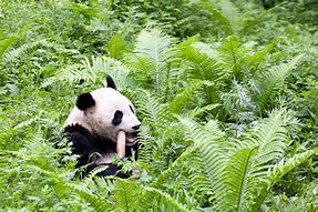 Image result for Giant Panda Eating Bamboo