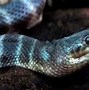 Image result for 10 Most Venomous Animals