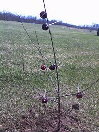 Image result for Apple Tree Jokes