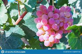 Image result for Grape Yeast