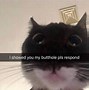 Image result for Cat Meme Video