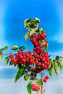 Image result for Apple Fruit Background