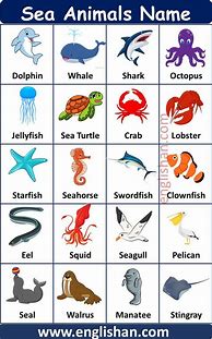 Image result for Sea Animals