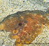 Image result for Ocellated Octopus