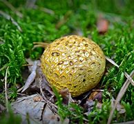 Image result for Things That Are Yellow and Round