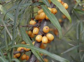 Image result for hippophae