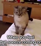 Image result for Cat Sneeze Meme