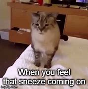Image result for Cat Snot Meme