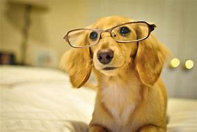 Image result for Dog with Glasses Wallpaper