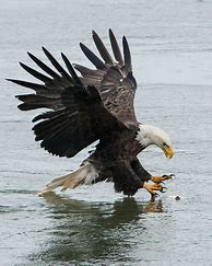 Image result for Bald Eagle Catching Fish