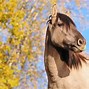 Image result for Barrel Racing Grulla Horses