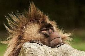 Image result for Funny Monkey Bad Hair Day