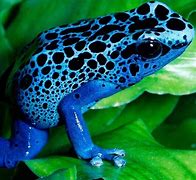 Image result for 4K Ultra HD Animals