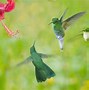 Image result for Bing Hummingbird