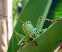 Image result for Small Green Cricket