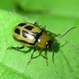Image result for "bean-leaf-beetle"