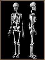Image result for Skeleton Side View