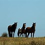 Image result for Wild Horse Subspecies
