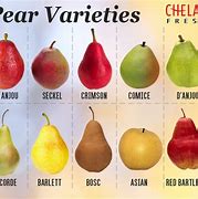 Image result for Pear Kinds