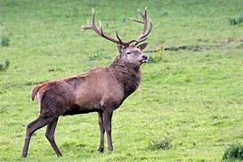 Image result for Irish Red Deer