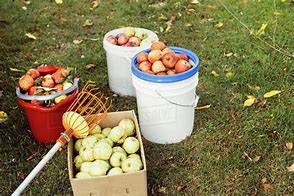 Image result for Fruit Picking Bucket